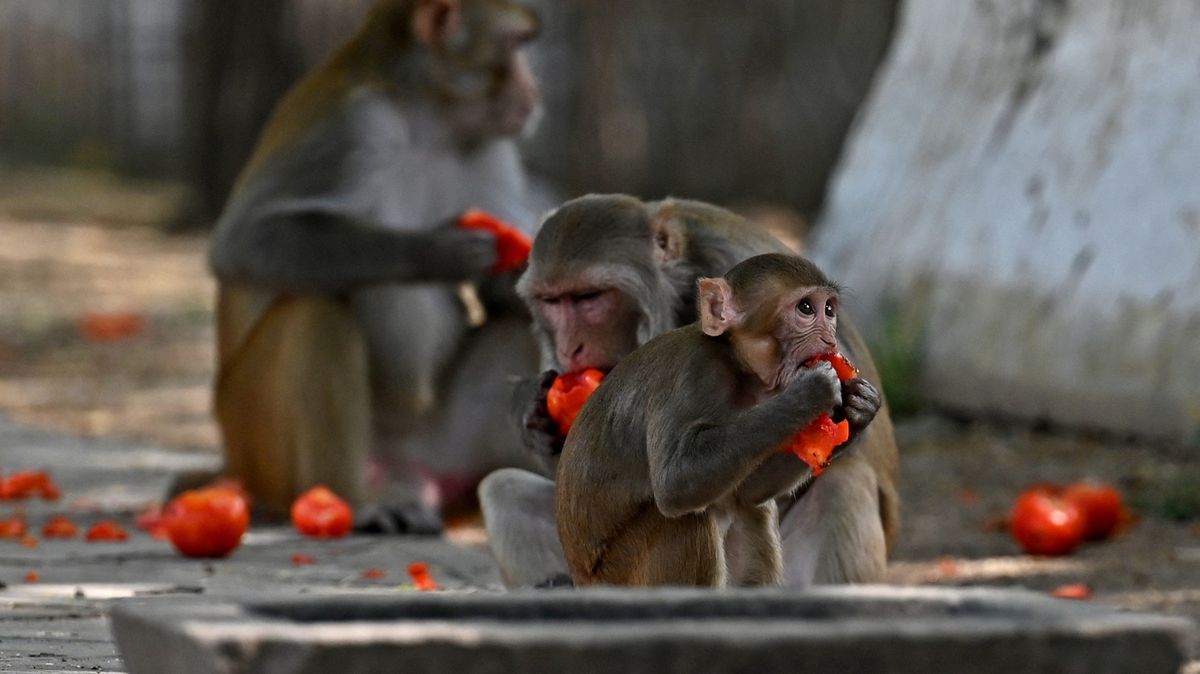 Indie před summitem G20 řeší, co s dotěrnými opicemi